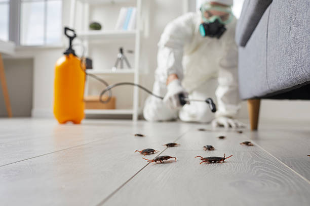 Post-Treatment Bed Bug Interceptor Monitoring in Spring Arbor